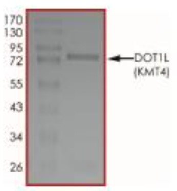 SDS-PAGE (DOT1L-180H).jpg